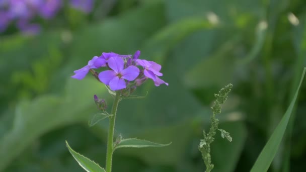 Close Uitzicht Van Een Paarse Bloem — Stockvideo