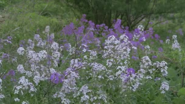 白色和紫色的花朵在风中飘扬 — 图库视频影像