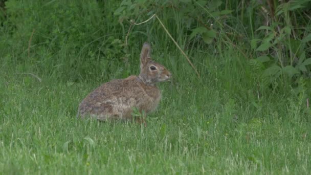 Close Zicht Van Een Konijn Gras — Stockvideo