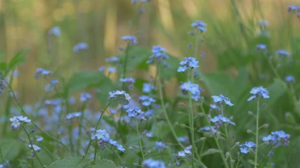 Esquece Não Flores — Vídeo de Stock