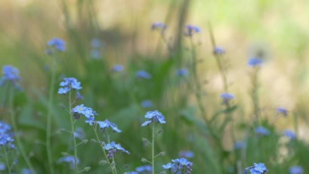 Vista Cerca Olvidarme Flores — Vídeo de stock