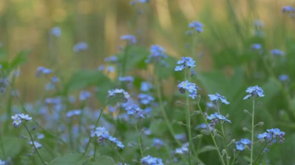 Esquece Não Flores — Vídeo de Stock