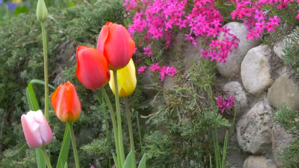 Tulpen Bij Een Stenen Muur — Stockvideo