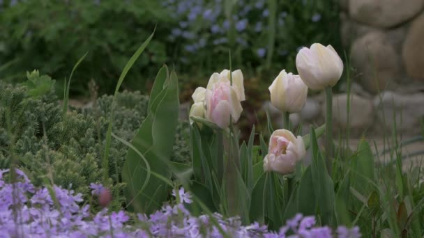 Lila Virágok Tulipánok — Stock videók