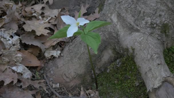 Biały Kwiat Dnie Pnia Drzewa — Wideo stockowe