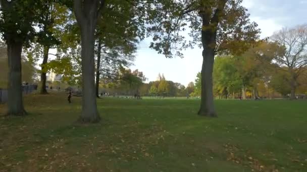 New York Abd Deki Central Park Yeşil Çimenlik — Stok video