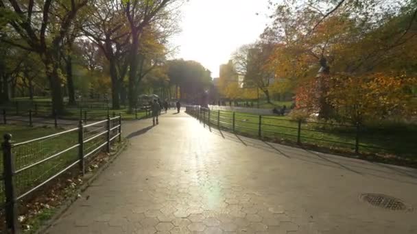 Spaziergang Park Einem Sonnigen Tag New York Usa — Stockvideo