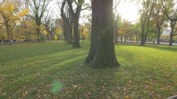 Rasen Mit Grünem Gras Und Bäumen Park New York Usa — Stockvideo