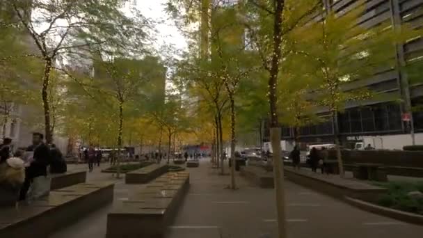 Arbres Décorés Avec Lumières New York États Unis — Video