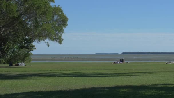 Πράσινη Στο Πάρκο Everglades — Αρχείο Βίντεο