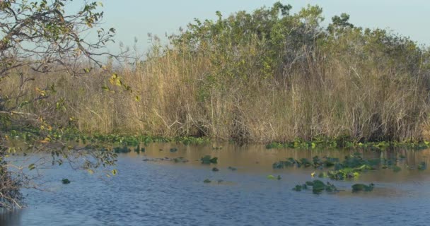 Meer Riet Bij Everglades Park — Stockvideo