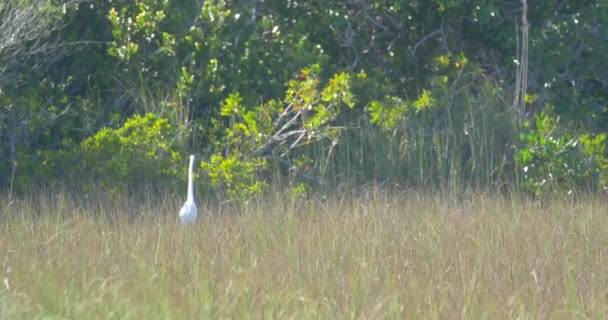 Egret Walking Grass — Stock Video