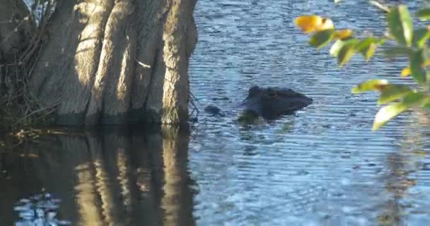 Cabeça Crocodilo Visto Água — Vídeo de Stock
