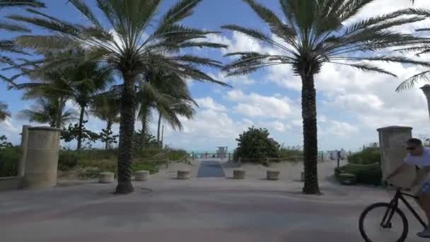 Palm Trees Miami Beach Ηνωμένες Πολιτείες Της Αμερικής — Αρχείο Βίντεο