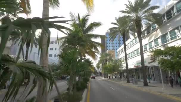 Palmeiras Rua Miami Beach — Vídeo de Stock