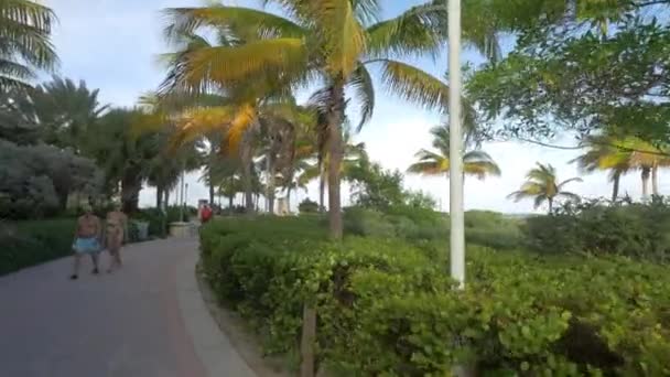 小巷边的棕榈树和灌木丛 — 图库视频影像