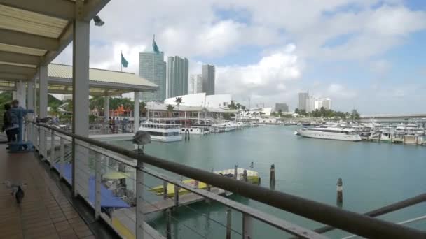 Przystań Bayside Miami — Wideo stockowe