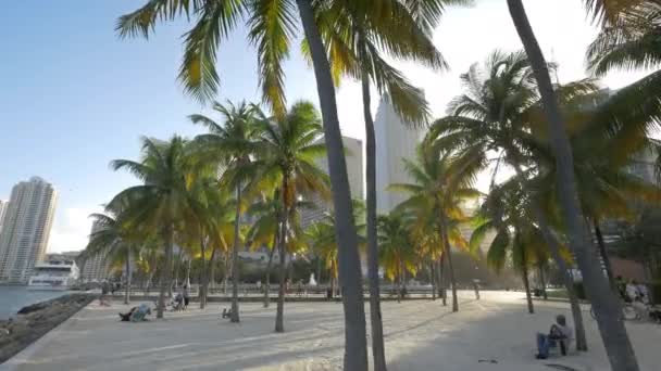 Palmy Plaży Miami — Wideo stockowe