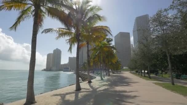 マイアミのウォーターフロントのヤシの木 — ストック動画