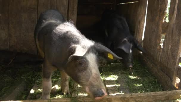 닭장에서 돼지들 — 비디오