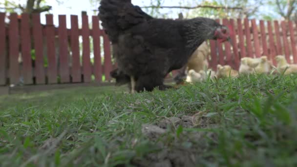 Blick Auf Hühner Und Hühner — Stockvideo