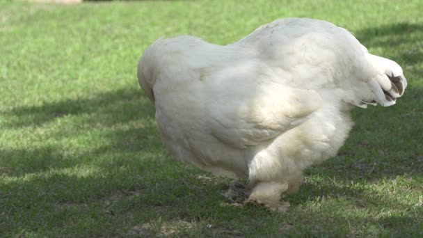 Weiße Henne Aus Nächster Nähe — Stockvideo