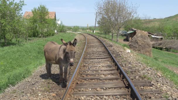 Osioł Stojący Pobliżu Kolei — Wideo stockowe