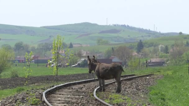 Esel Der Nähe Eines Bahngleises Gesehen — Stockvideo