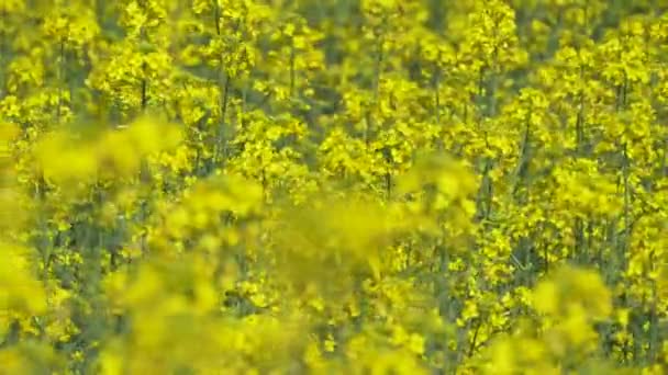 Rapsfrön Blommor Vinden — Stockvideo