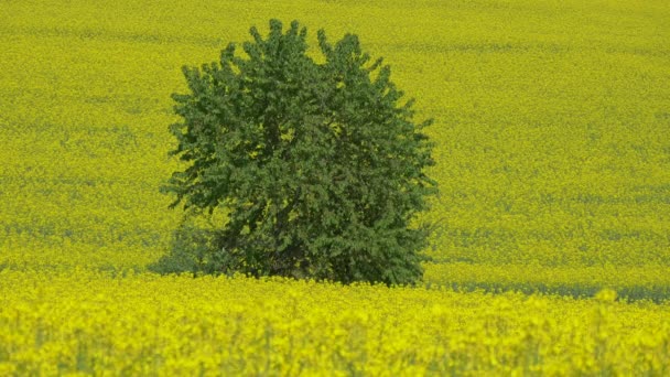 Tree Middle Rapeseed Field — Stock Video