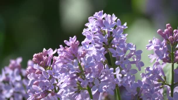 Close Flores Lilás — Vídeo de Stock