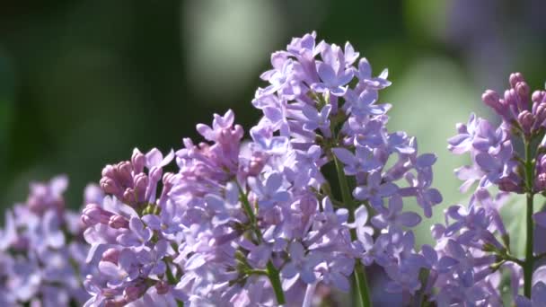 Vista Flores Lilac — Vídeo de Stock