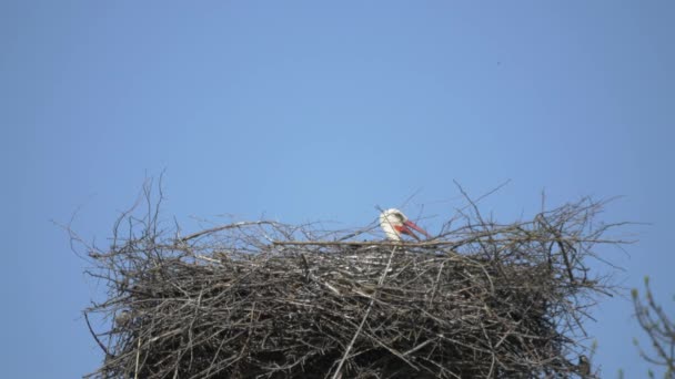 Stork Nest — Stock Video