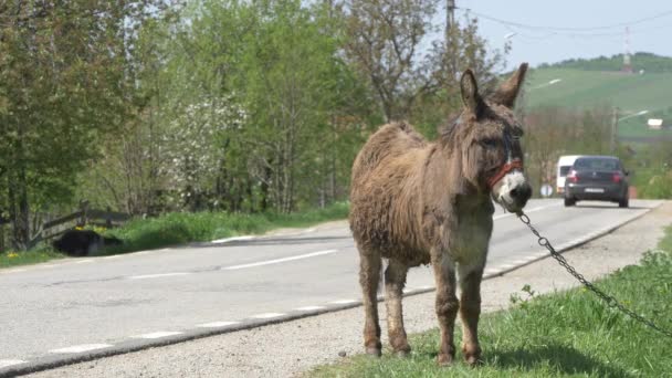 Donkey Standing Road — Stock Video