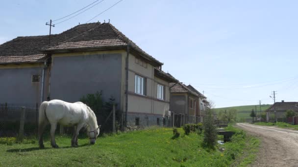 Imágenes Caballo Blanco Pastando — Vídeos de Stock