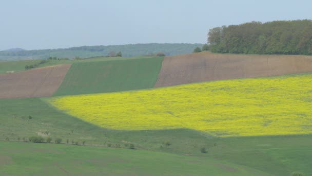 Agricultural Fields Transylvania — Stock Video