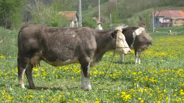 Vaches Sur Champ — Video