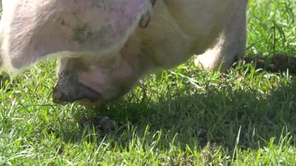 Nahaufnahme Eines Schweins Auf Der Weide — Stockvideo