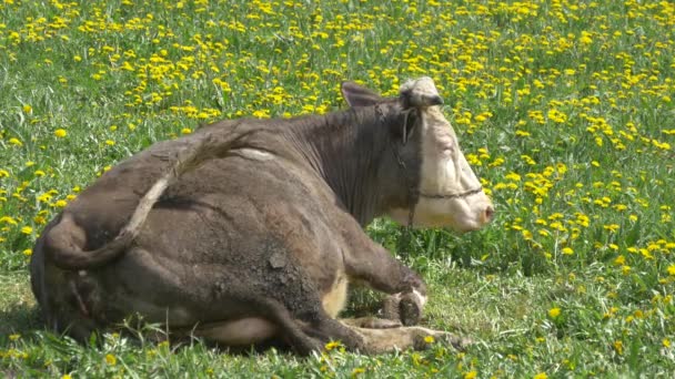 Kuh Ruht Auf Einem Feld — Stockvideo