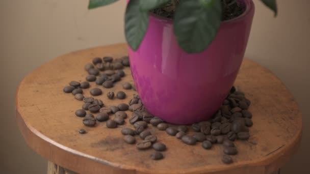 Planta Café Grãos Café Pequena Mesa — Vídeo de Stock