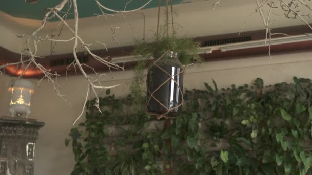 Habitación Con Ramitas Secas Plantas Verdes — Vídeo de stock