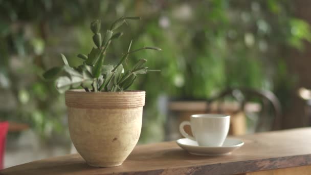 Rostlina Květináči Šálek Kávy — Stock video