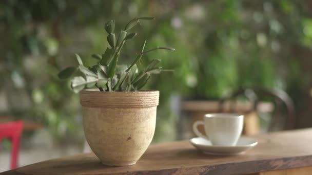 Una Taza Una Planta Maceta Sobre Una Mesa — Vídeo de stock