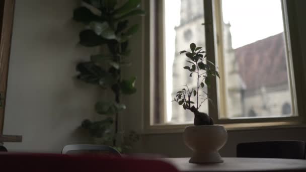 Pflanzen Der Nähe Des Fensters — Stockvideo