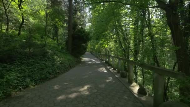 Vicolo Nella Foresta All Orto Botanico — Video Stock