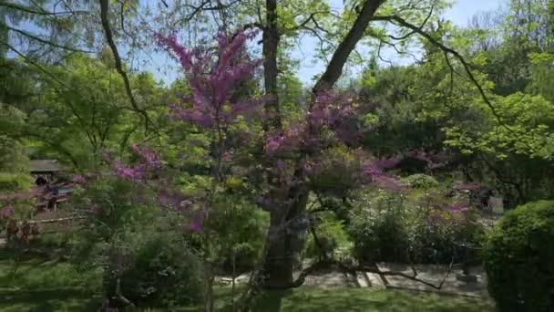 Цветение Сакуры Деревья — стоковое видео
