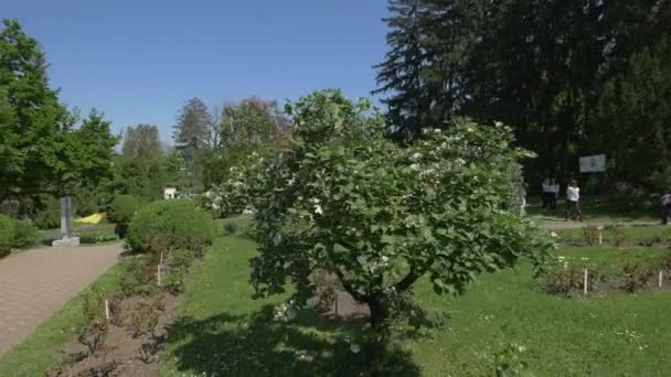 Turistas Que Visitam Jardim Botânico Cluj Napoca — Vídeo de Stock