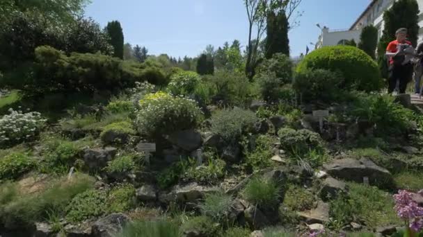 Kameny Rostliny Botanické Zahradě Cluj Napoca — Stock video