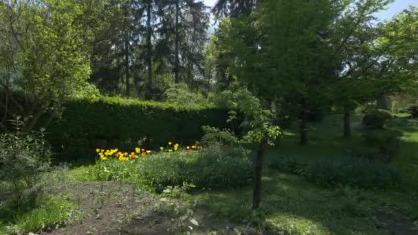Квіти Дерева Живоплоти Ботанічного Саду — стокове відео
