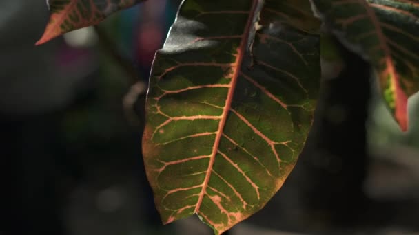 Vue Rapprochée Une Feuille — Video